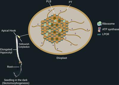 Role of plastids and mitochondria in the early development of seedlings in dark growth conditions